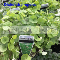 Dichondra Repens Kidney Weed