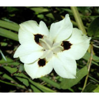 Dietes Bicolour Spanish Iris