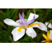 Dietes Grandiflora Wild Iris