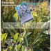 Eleocarpus Reticulatus Blueberry Ash Quandong