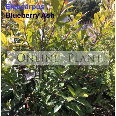 Eleocarpus Reticulatus Blueberry Ash Quandong
