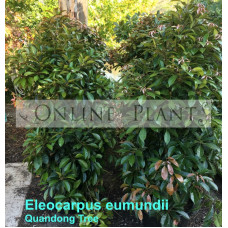 Eleocarpus Eumundii Quandong Tree