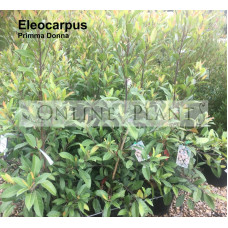 Eleocarpus Prima Donna