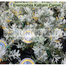 Eremophila Kalbarri Carpet