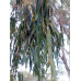 Eucalyptus Elata River White Gum