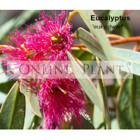 Eucalyptus Euky Dwarf