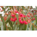 Eucalyptus Leucoxylon Rosea Red flowering yellow gum