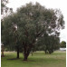 Eucalyptus Nicholii Peppermint Gum