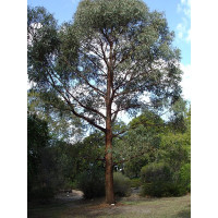 Eucalyptus radiata Narrow-leaved peppermint Gum 