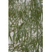 Eucalyptus scoparia Wallangarra White Gum
