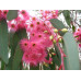 Eucalyptus Sideroxylon Rosea Pink Flower Ironbark