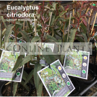 Eucalyptus Citriodora Lemon Scented Gum
