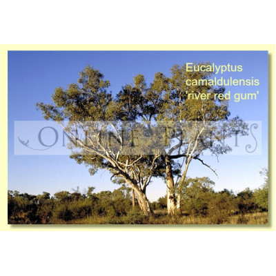 Eucalyptus Camaldulensis, River Red Gum