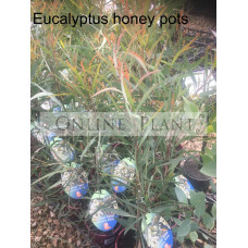 Eucalyptus Honey Pots 