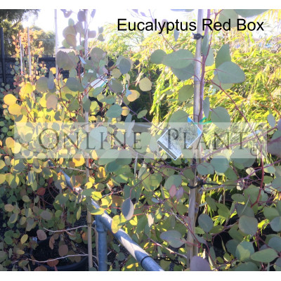 Eucalyptus Polyanthemos Red Box