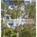 Eucalyptus scoparia Wallangarra White Gum