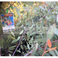 Eucalyptus Sideroxylon Rosea Pink Flower Ironbark