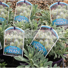 Euphorbia Silver Swan