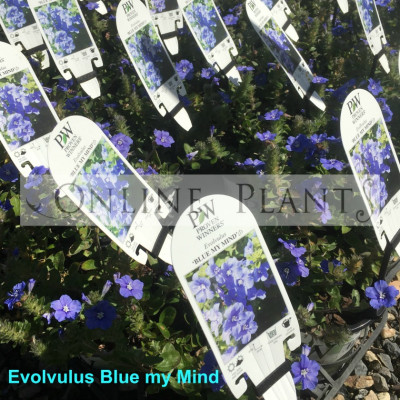 Evolvulos blue my mind