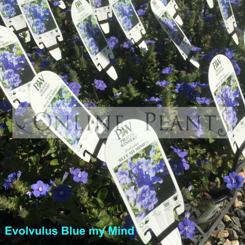 Evolvulos Blue My Mind For Sale | Online Plants Australia