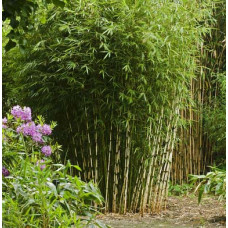 Fargesia Emperor bamboo