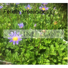 Felicia amelloides Blue Margurite