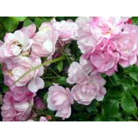 Flower Carpet Rose, Apple Blossom