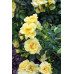 Flower Carpet Rose, Gold