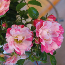 Flower Carpet Rose, Pink Splash