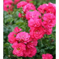 Flower Carpet Rose, Pink