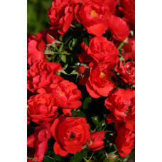 Flower Carpet Rose, Scarlet