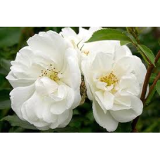 Flower Carpet Rose, White