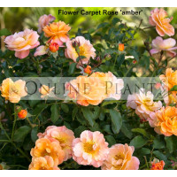 Flower Carpet Rose, Amber