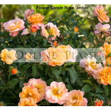 Flower Carpet Rose, Amber