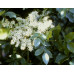 Fraxinus Ornus Flowering Ash