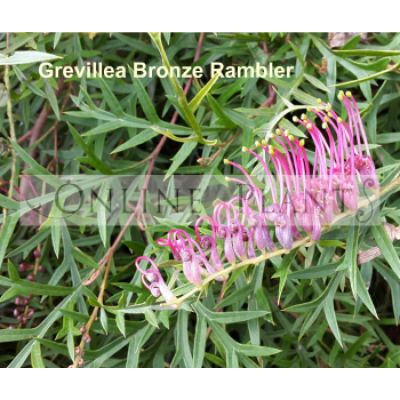 Grevillea Bronze Rambler