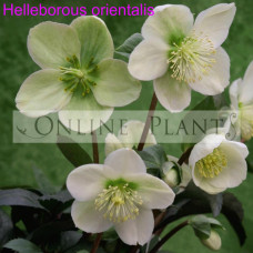 Helleborus Orientalis Lenten rose
