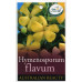 Hymenosporum Flavum Native Frangipani
