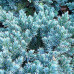 Juniperus Blue Star