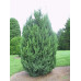 Juniperus Chinensis Pyramidalis
