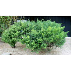 Juniperus Sabina, Savin Juniper