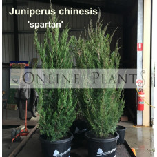 Juniperus Chinensis Spartan