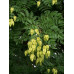 Koelreuteria Paniculata, Golden-rain Tree