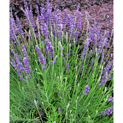 Lavender Angustifolia English Lavender