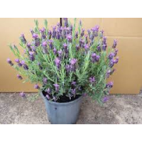 Lavender Winter Purple