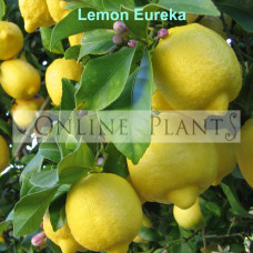 Citrus tree Lemon Eureka