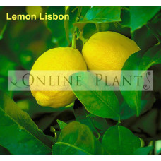 Citrus tree Lemon Lisbon