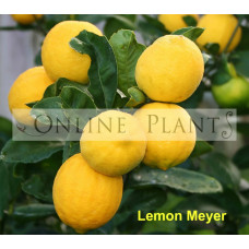 Citrus tree  Meyer Lemon