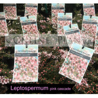 Leptospermum Pink Cascade