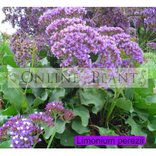 Limonium Perezii Blue
